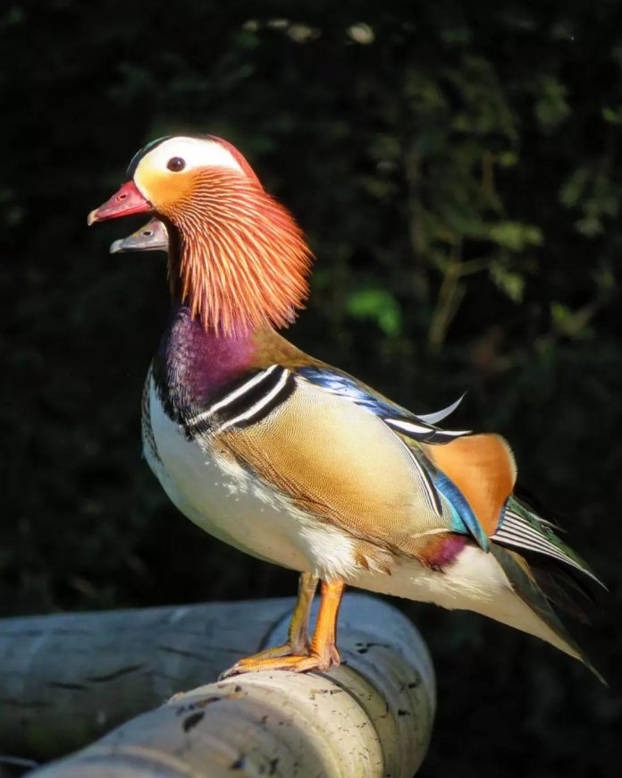 Discover the Stunning Mandarin Duck: The World’s Most Beautiful Bird