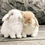 Fluffy Friends: The World of Rabbits