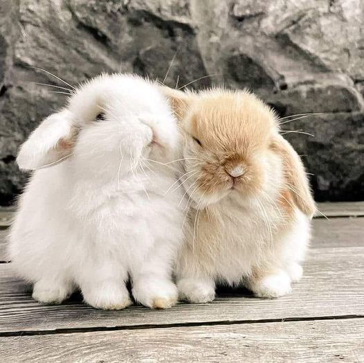 Fluffy Friends: The World of Rabbits