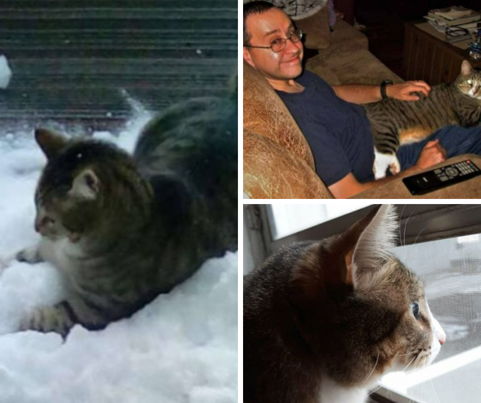 An indoor cat’s family brings snow inside for him because he loves it so much.