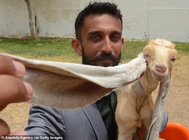 He Truly Is the GOAT! Simba the Baby Goat, Born with 19-Inch Ears