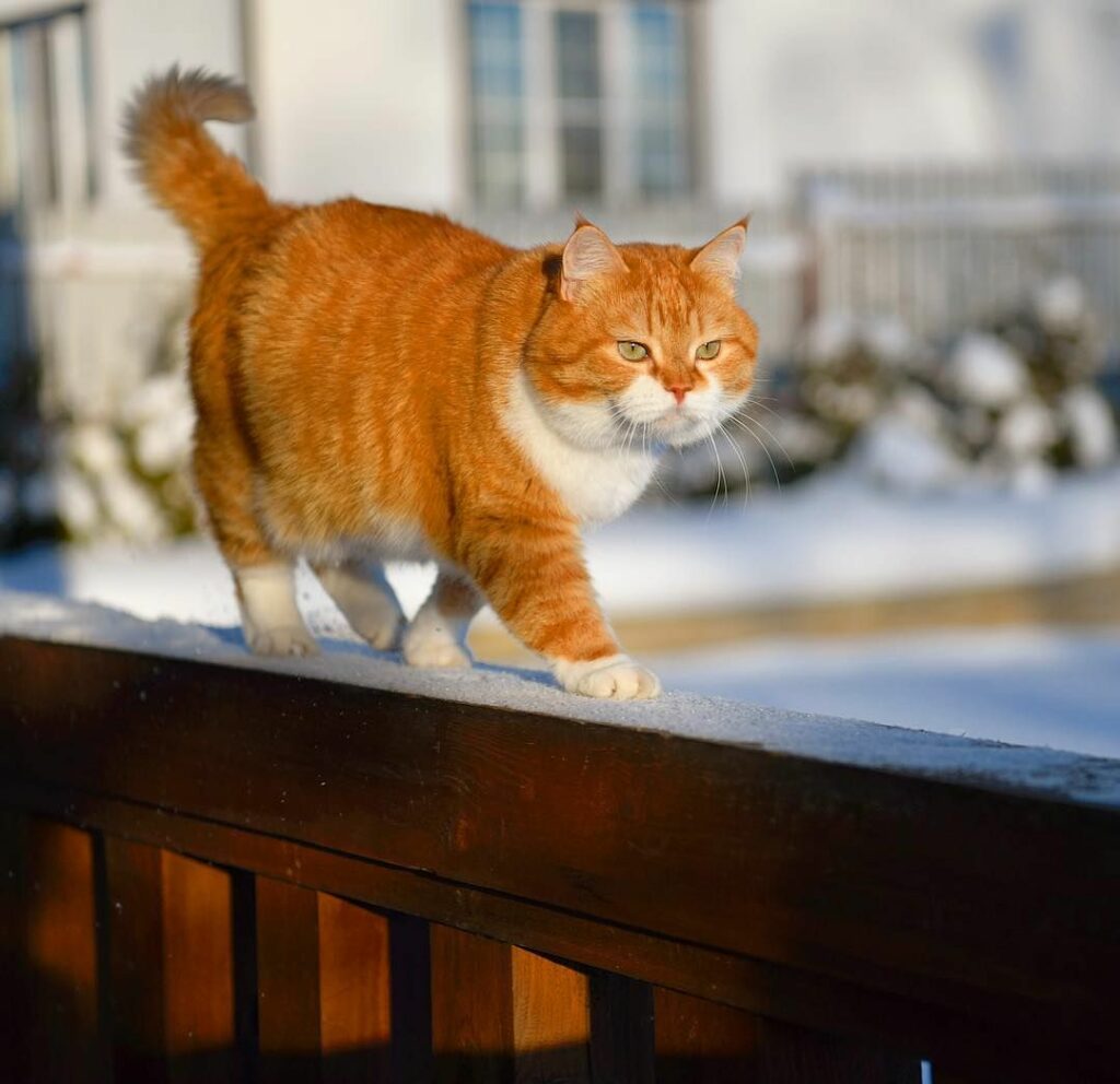 Meet the Charming Snow-Loving Posh Pup from Russia: An Adorable Furry Friend in Heartwarming Photos!