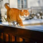 Meet the Charming Snow-Loving Posh Pup from Russia: An Adorable Furry Friend in Heartwarming Photos!