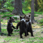 Teacher Captures Baby Bears ‘Dancing’ in a Finnish Forest and Wonders if He’s Dreaming