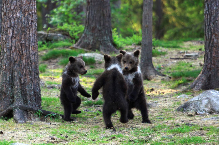 Teacher Captures Baby Bears ‘Dancing’ in a Finnish Forest and Wonders if He’s Dreaming