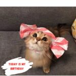 A heartbreaking birthday tribute to a cat lying on the ground, emaciated and dehydrated, with a rope around its neck, neglected and all alone.