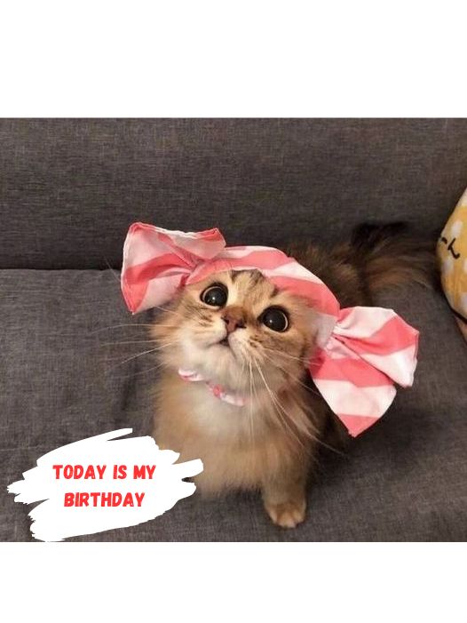 A heartbreaking birthday tribute to a cat lying on the ground, emaciated and dehydrated, with a rope around its neck, neglected and all alone.