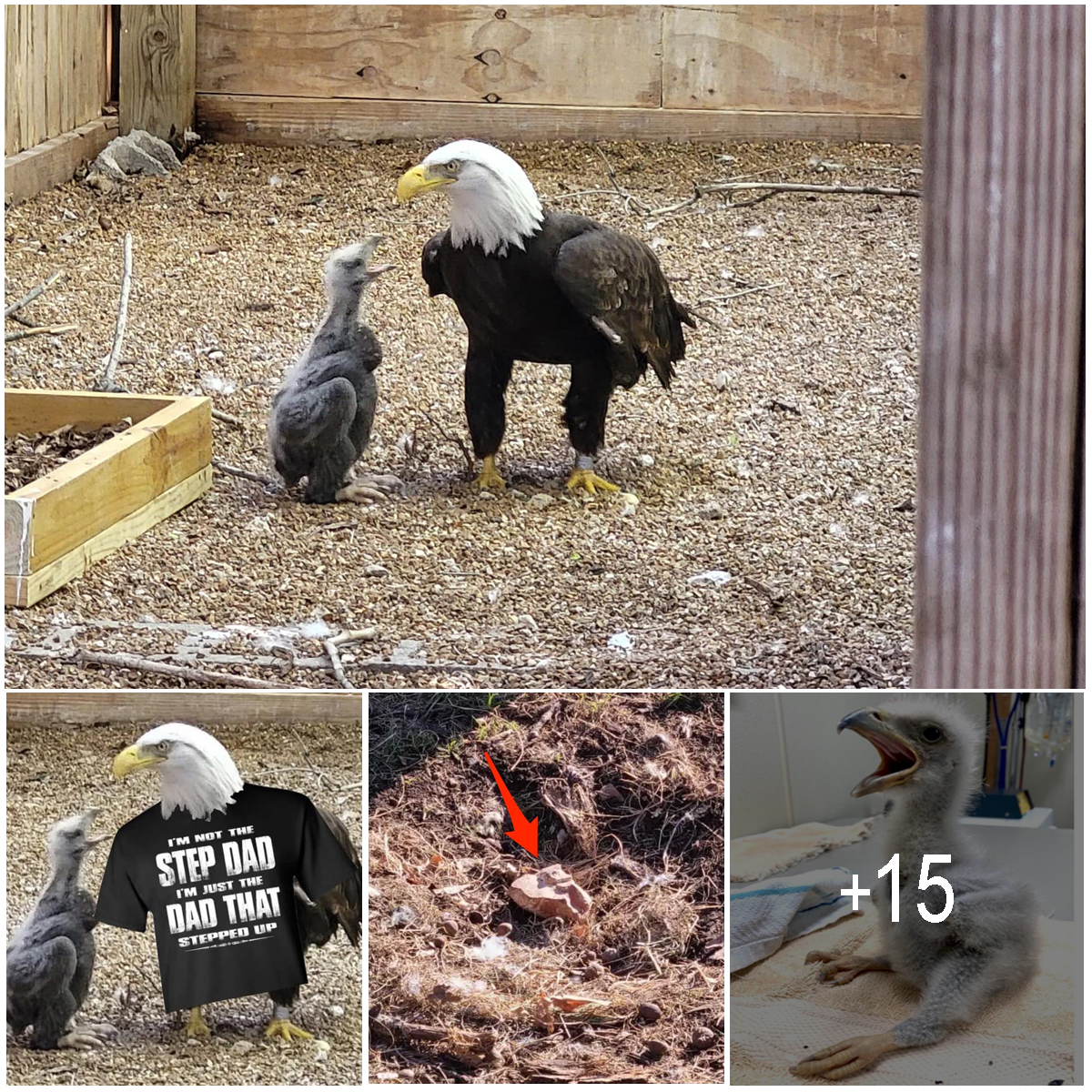 A bald eagle named Murphy is now playing the role of foster father to an orphaned eagle chick.