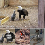 Bald eagle becomes famous at Missouri bird sanctuary.