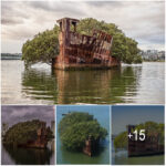 After 112 Years of Abandonment, the SS Ayrfield Ship Has Become a Floating Forest