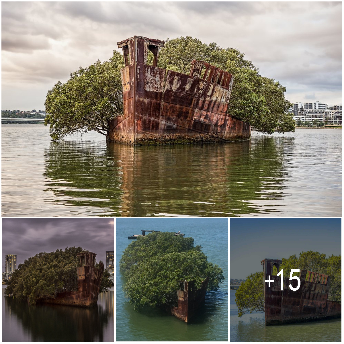 After 112 Years of Abandonment, the SS Ayrfield Ship Has Become a Floating Forest