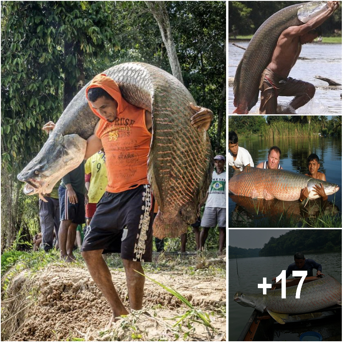 Arapaima gigas: One of the Biggest Freshwater Fish in the World