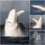 An intimate encounter with Migaloo – the only white humpback whale in the world