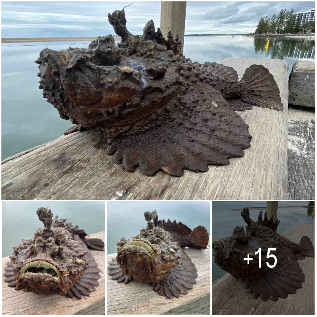 A Darwin beachgoer nearly stepped on the world’s most venomous fish after spotting it washed up on the shore