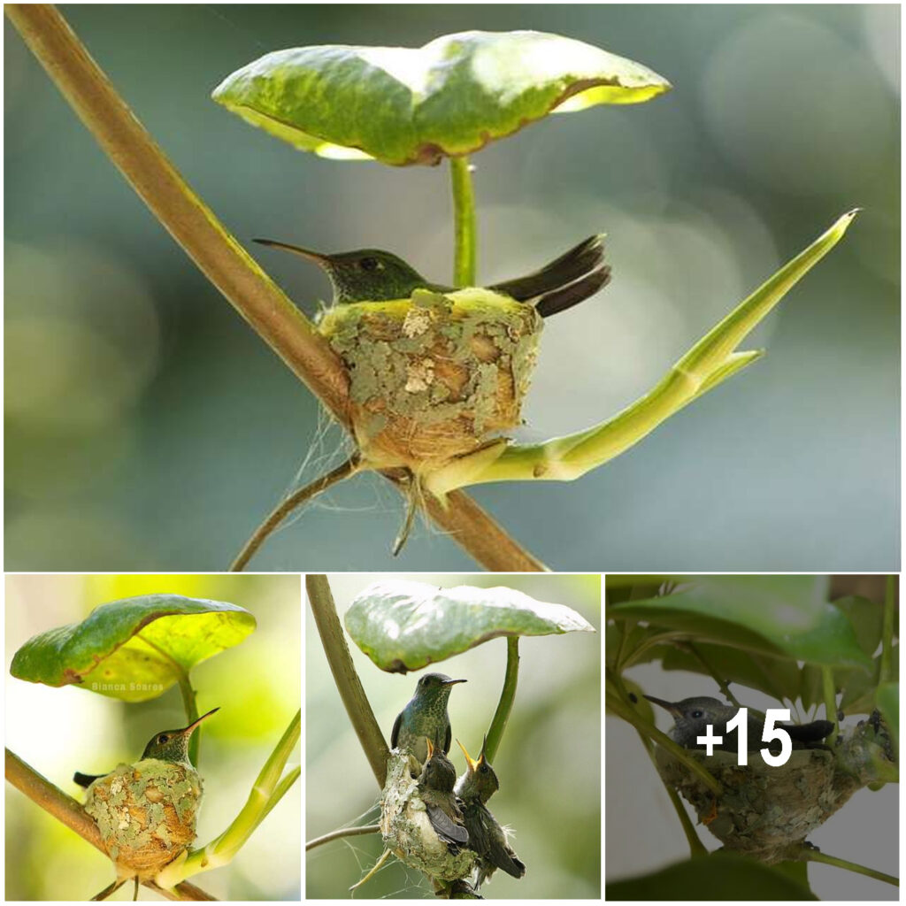 Ingenious Hummingbird Constructs a Nest with a Roof