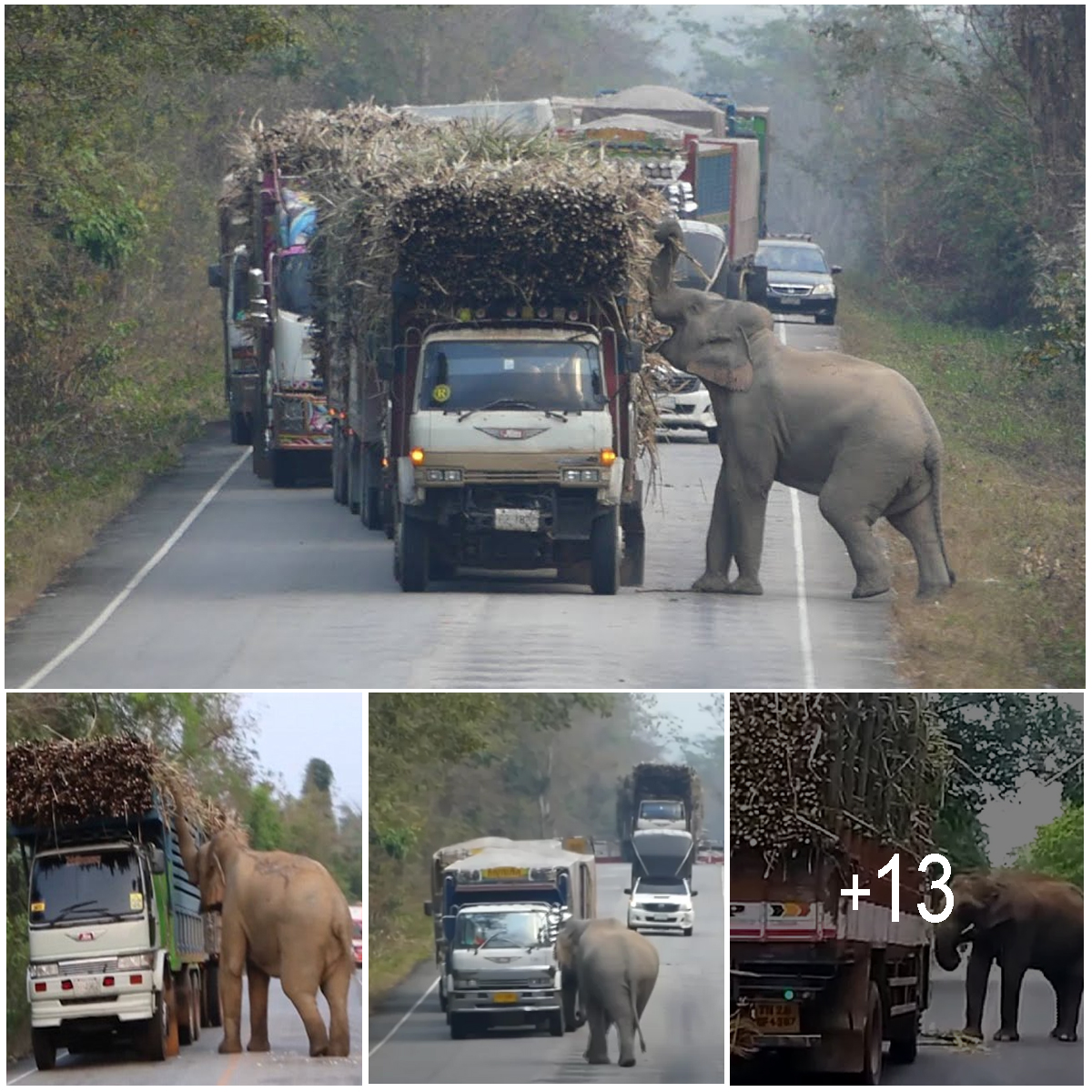 Charming Scene as Hungry Wild Elephant Stops Trucks to Steal Sugarcane