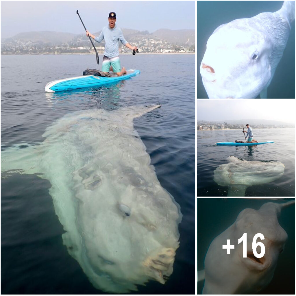 Extremely rare beautiful sunfish found on Sydney beach