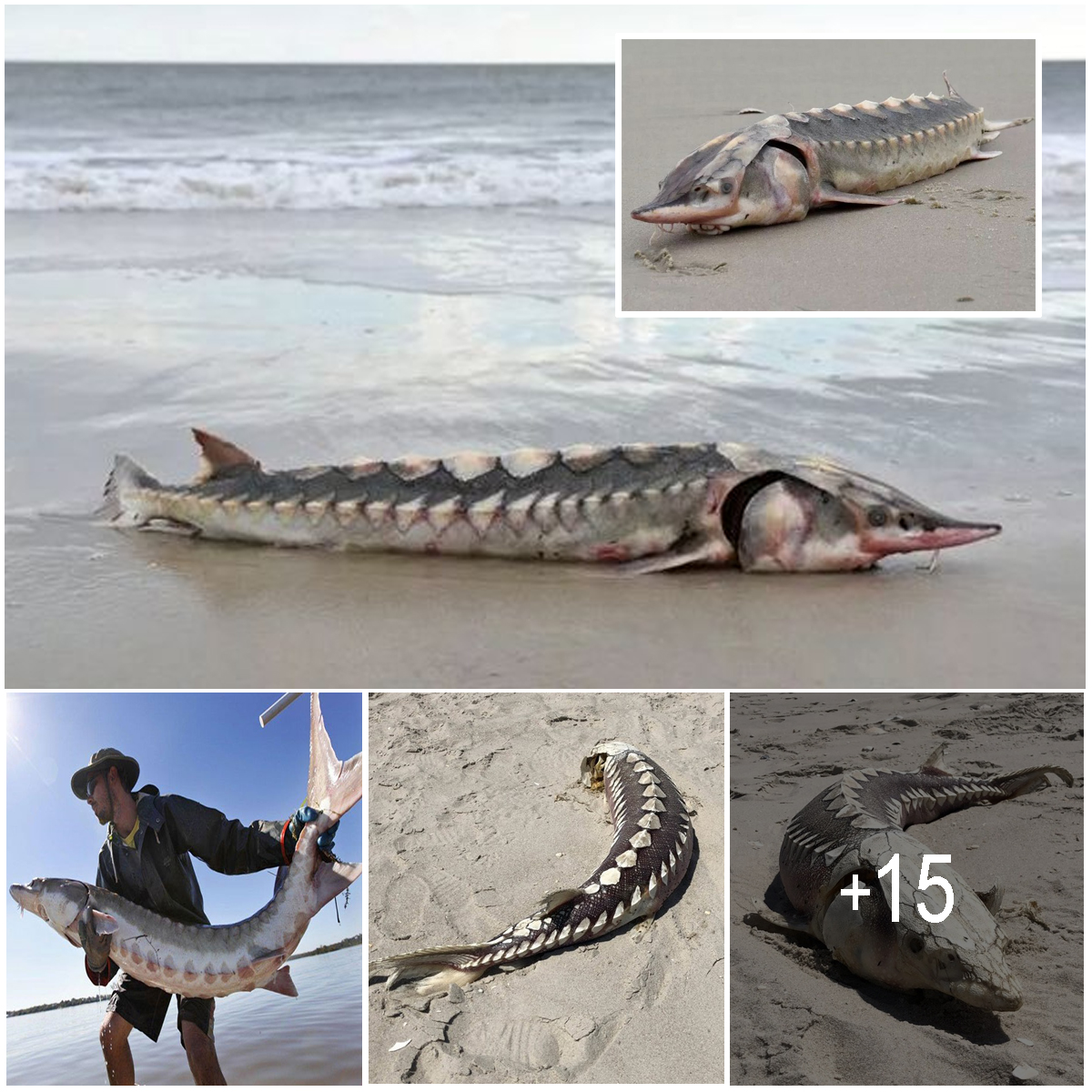 Strange 3ft Sea Creature with Armor-Like Plates Found Washed Up on Beach