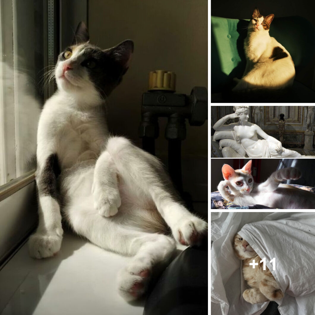 Thirty Individuals Saw “Accidental Renaissance Cats” and Were Moved to Post the Images