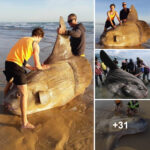 Giant Sunfish Stranded on Australian Beach