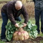 A Canadian Man Sets World Record with a 29-Kilogram Turnip, the Heaviest Ever Grown