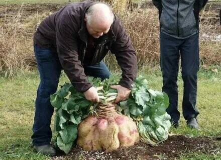 A Canadian Man Sets World Record with a 29-Kilogram Turnip, the Heaviest Ever Grown