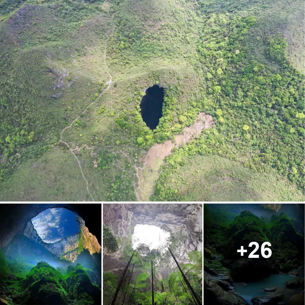 Inside the giant sinkhole with the ancient forest, there are many new and undiscovered things.