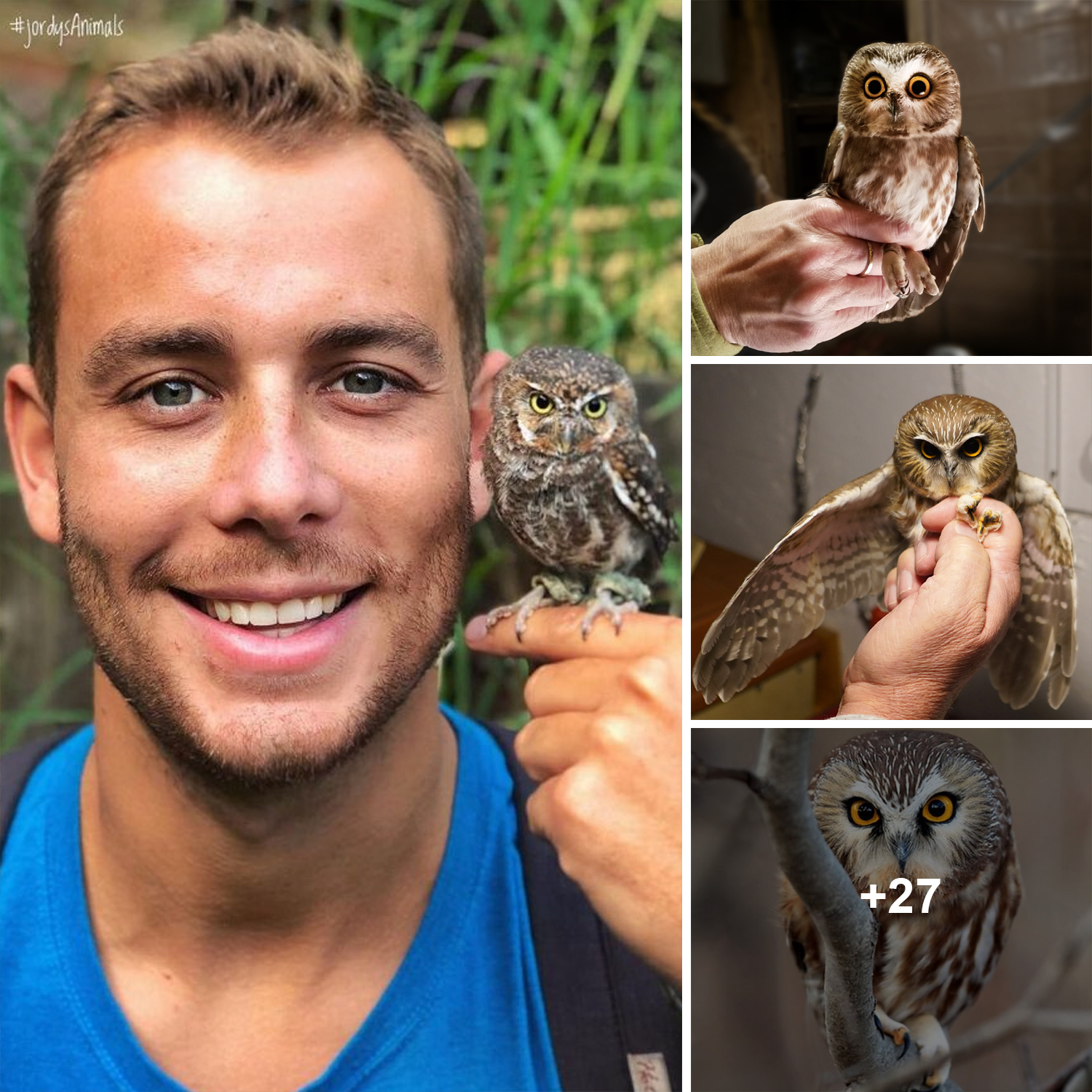 Meet the Elf Owl: The World’s Smallest Owl