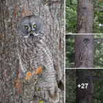 Photographer Captures Majestic Great Grey Owl Camouflaged Seamlessly with a Tree