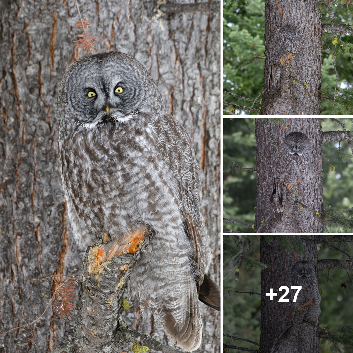 Photographer Captures Majestic Great Grey Owl Camouflaged Seamlessly with a Tree