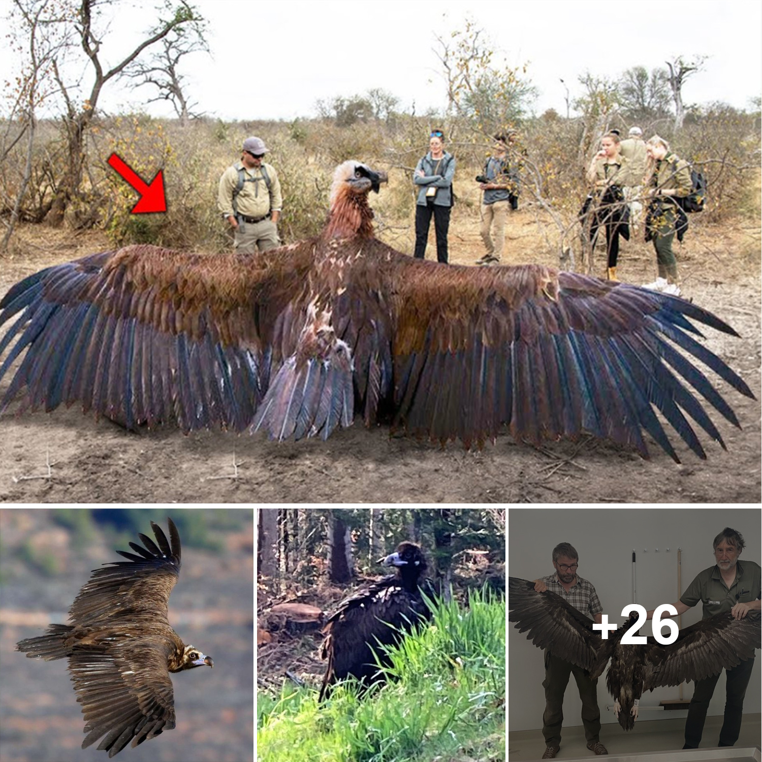 Researchers Capture a Mysterious Giant Bird with Enormous Wings