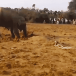 Elephant Digs for 11 Hours, Then Unearths Something Totally Unexpected