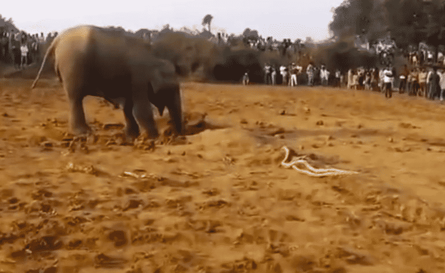 Elephant Digs for 11 Hours, Then Unearths Something Totally Unexpected