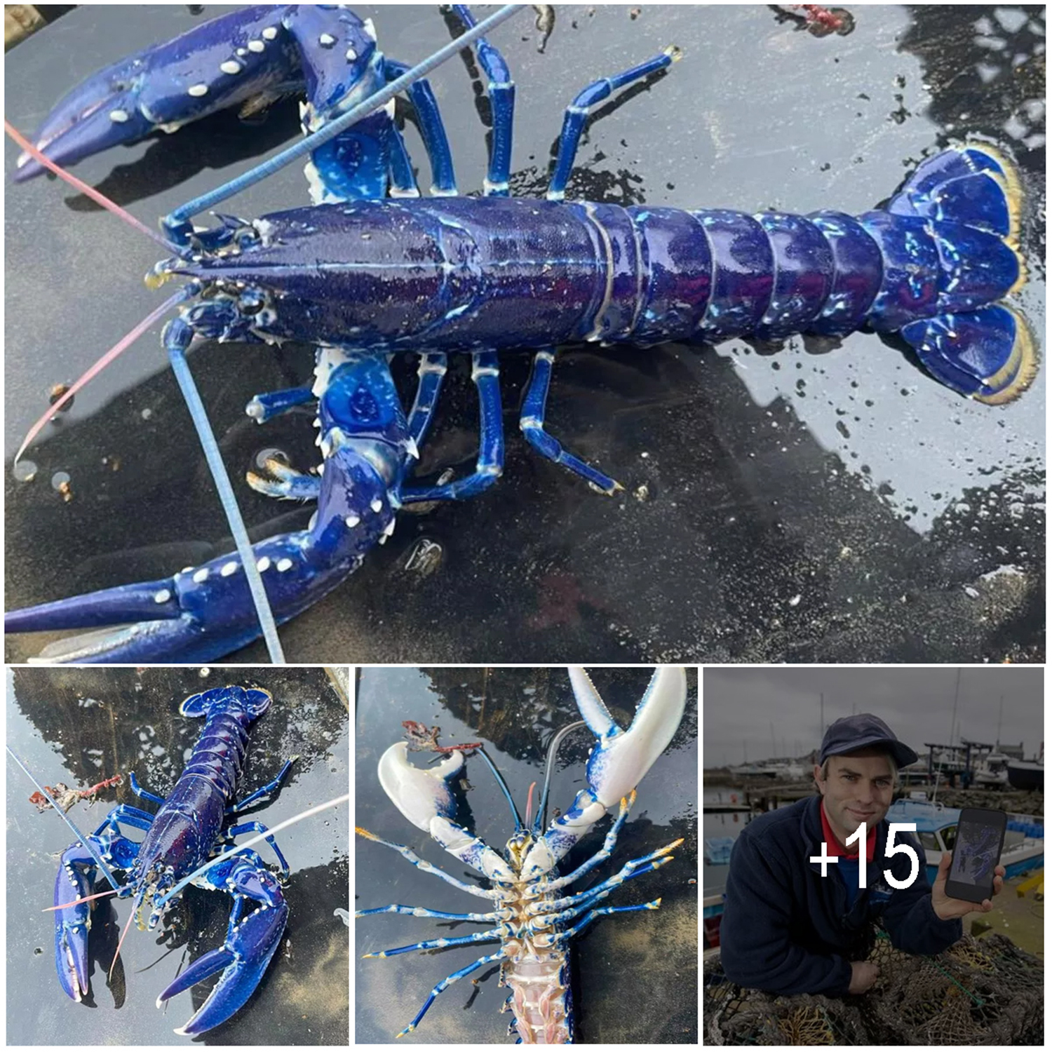 Astonished British Fisherman Catches Ultra-Rare Blue Lobster, ‘One in 2 Million,’ and Quickly Releases It