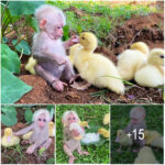 How about: “Cute Baby Monkey Cares for His Little Duckling Family with Love