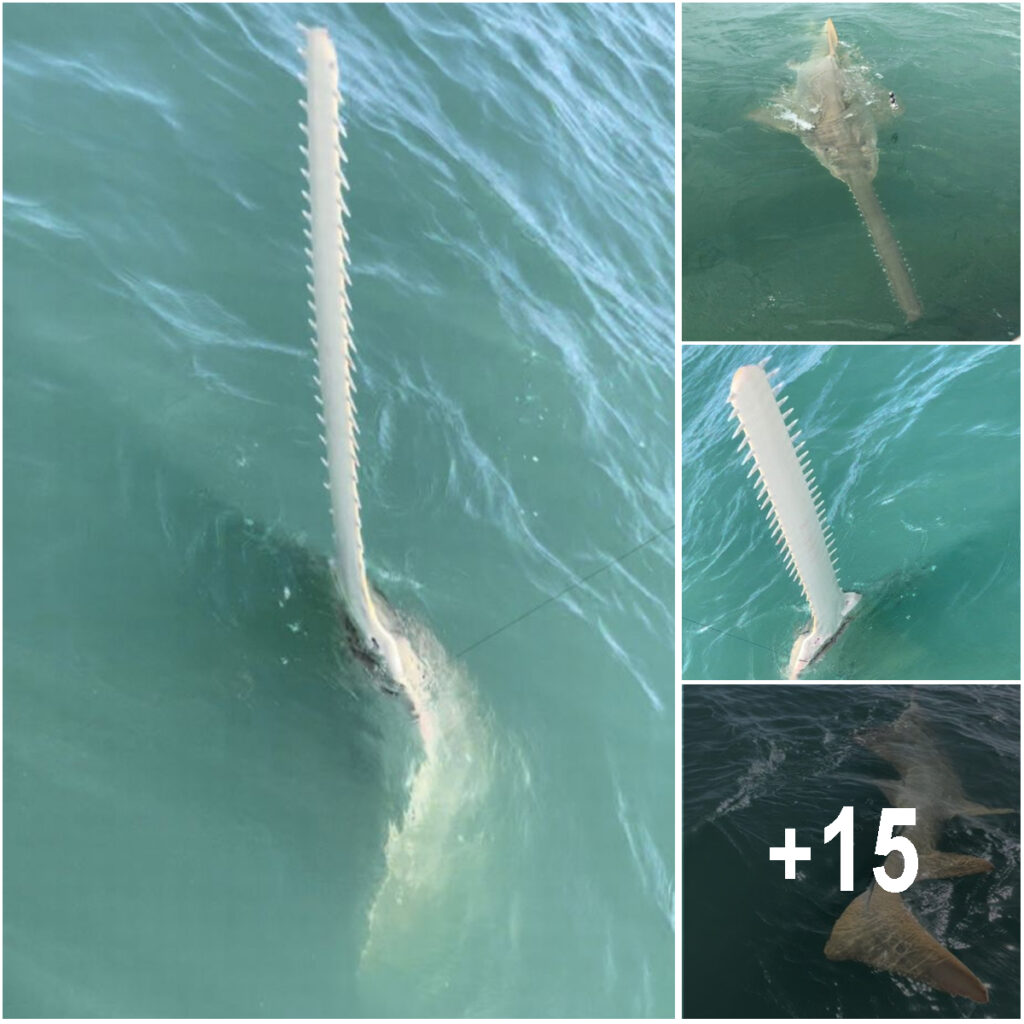 Fishermen React in Shock as 15-Foot Sea Monster Surfaces After Snagging the Bait.