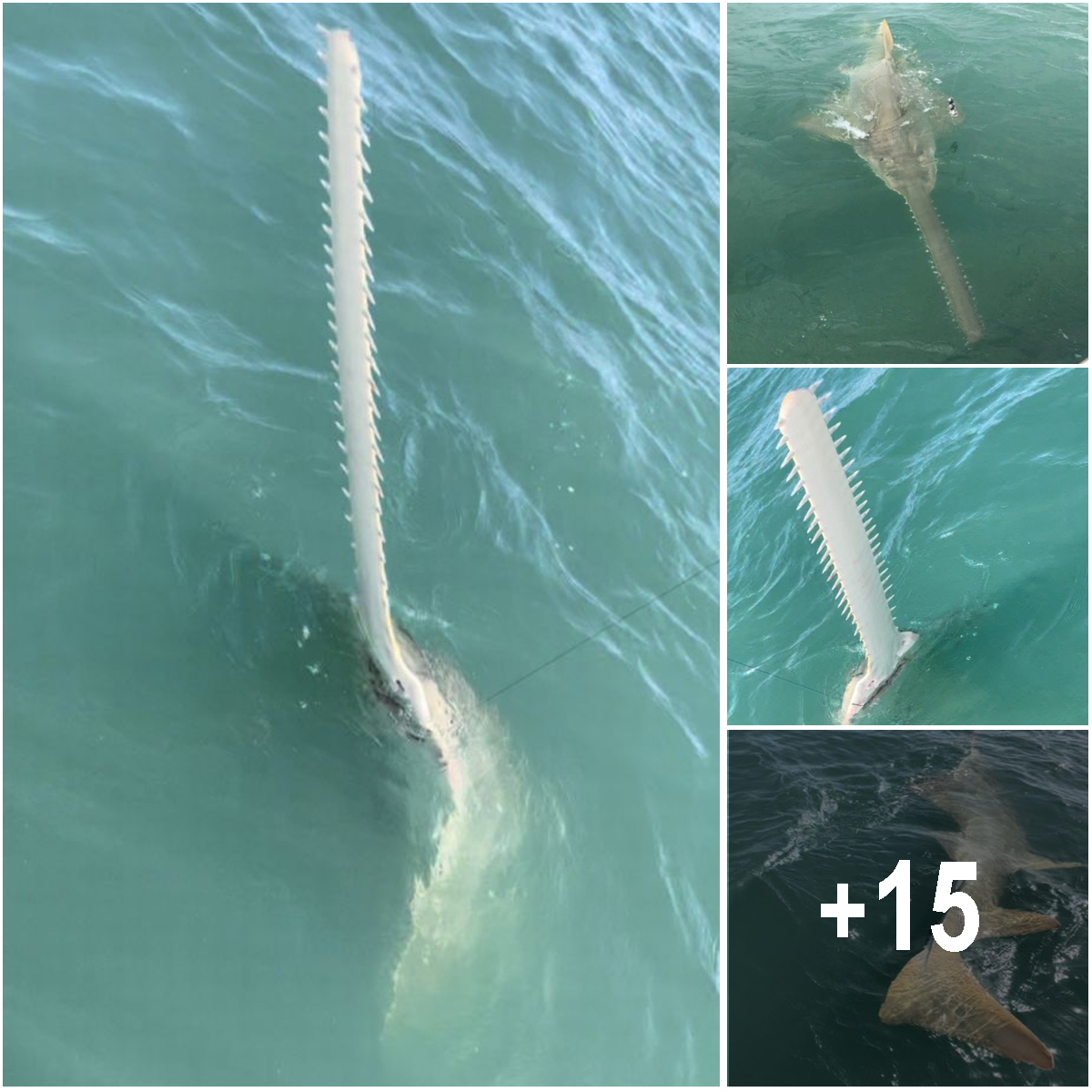 Fishermen React in Shock as 15-Foot Sea Monster Surfaces After Snagging the Bait.