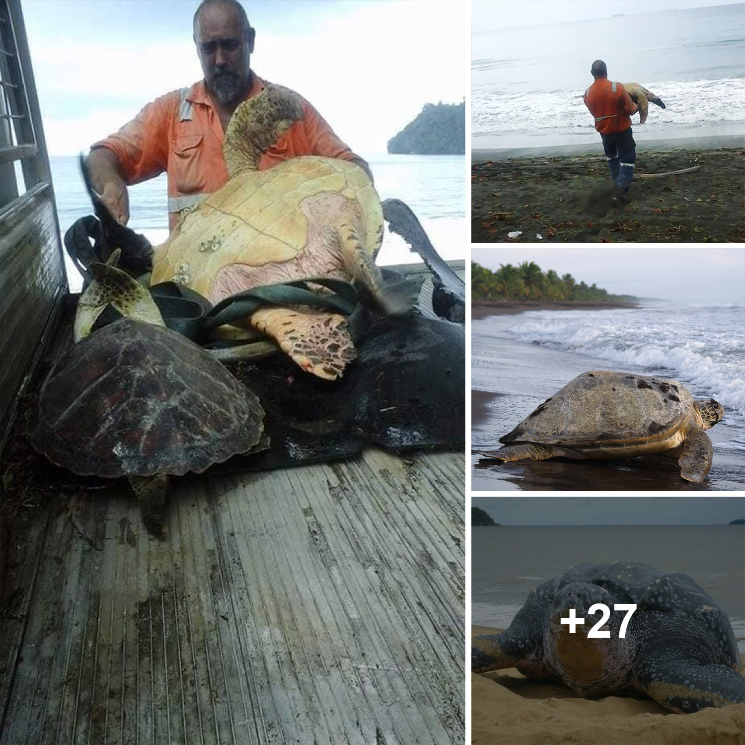 This Hero Rescues Live Turtles from Fish Markets and Releases Them Back into the Ocean