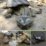 This Unusual Turtle Always Seems to Be Smiling and Eats in a Remarkable Manner