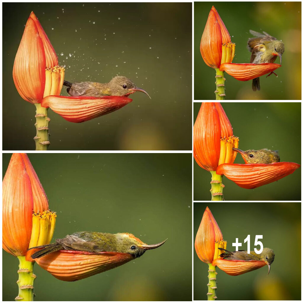 The little bird uses the flower petals as shelter.