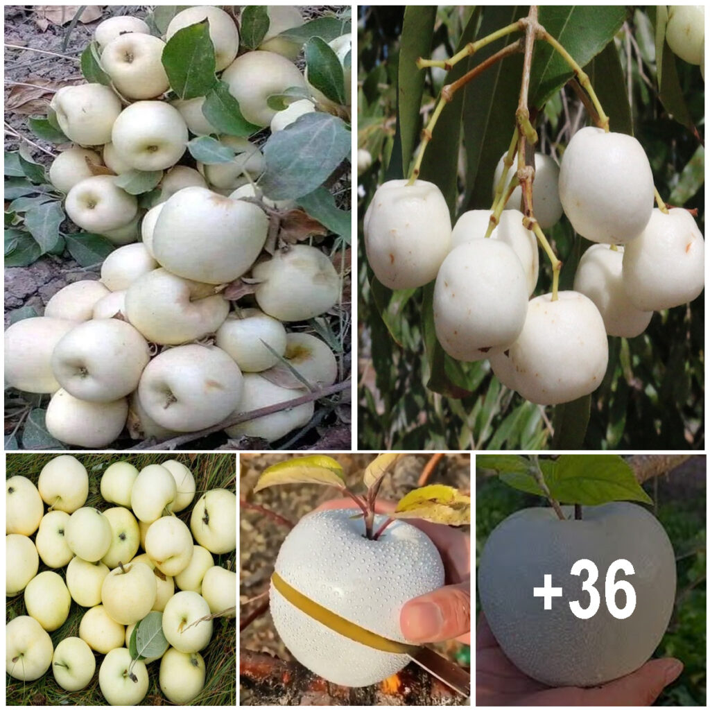 On the mountain top in Australia there is a unique white apple variety with great uses.