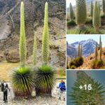 Giant ‘Queen of the Andes’ Bromeliad Blooms Just Once Every 100 Years