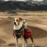 A Cat and a Dog Who Love Traveling Together