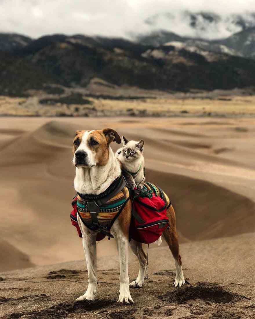 A Cat and a Dog Who Love Traveling Together