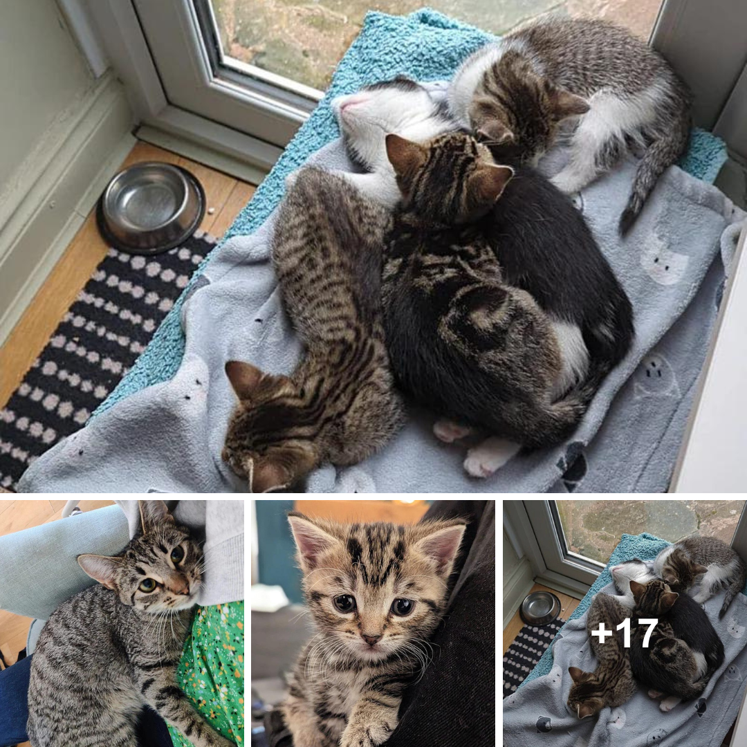 Cat takes shelter in a cold storage room to prepare the perfect home for kittens