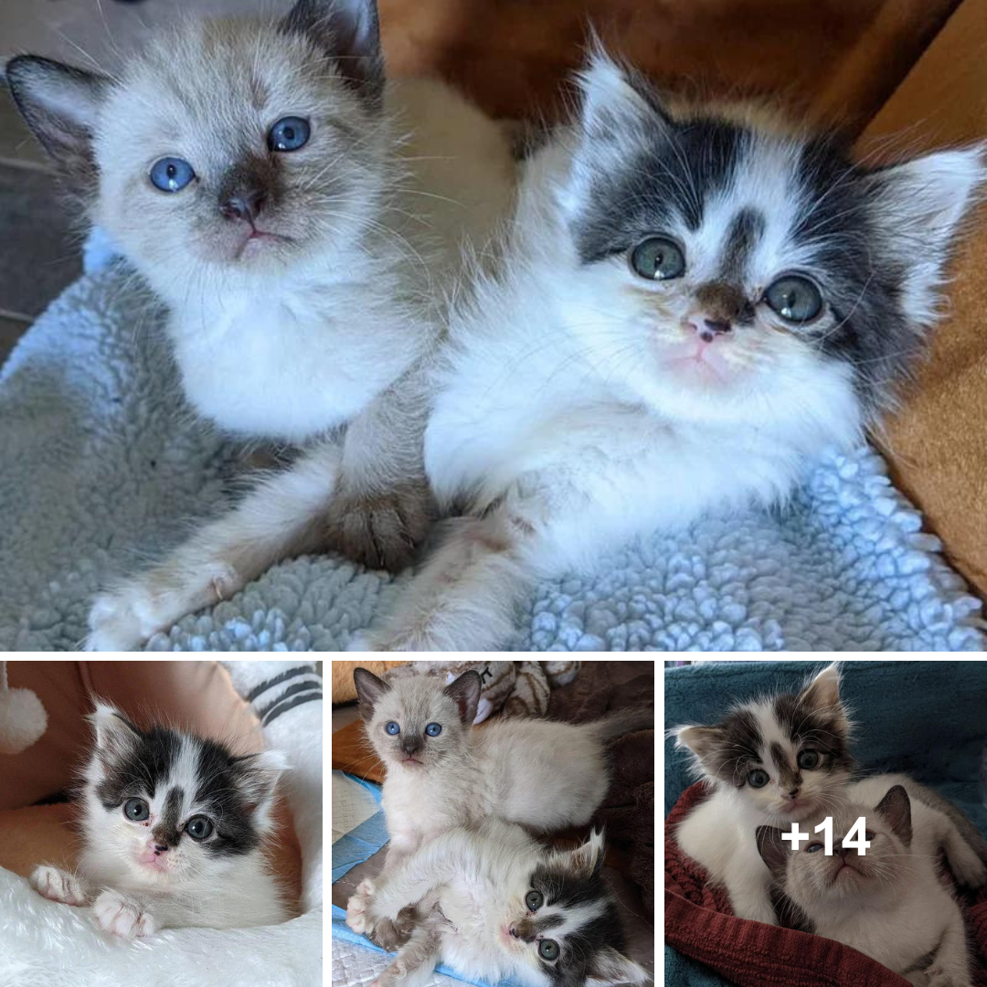 The family was charmed by the kitten from the yard, who also convinced them to adopt his best friend.