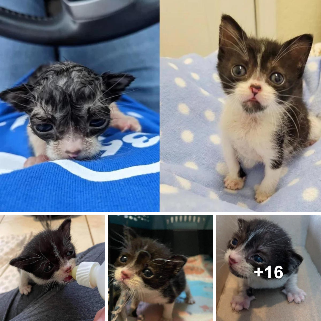 A wet kitten clings to a woman and is determined to change her fate.