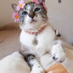 Meet the Irresistibly Cute Cat with Short Legs and Perky Ears, Captivating Hearts Around the World