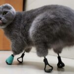 Meet Dymka, the Cat Who Beat Frostbite and Now Has Titanium Paws!