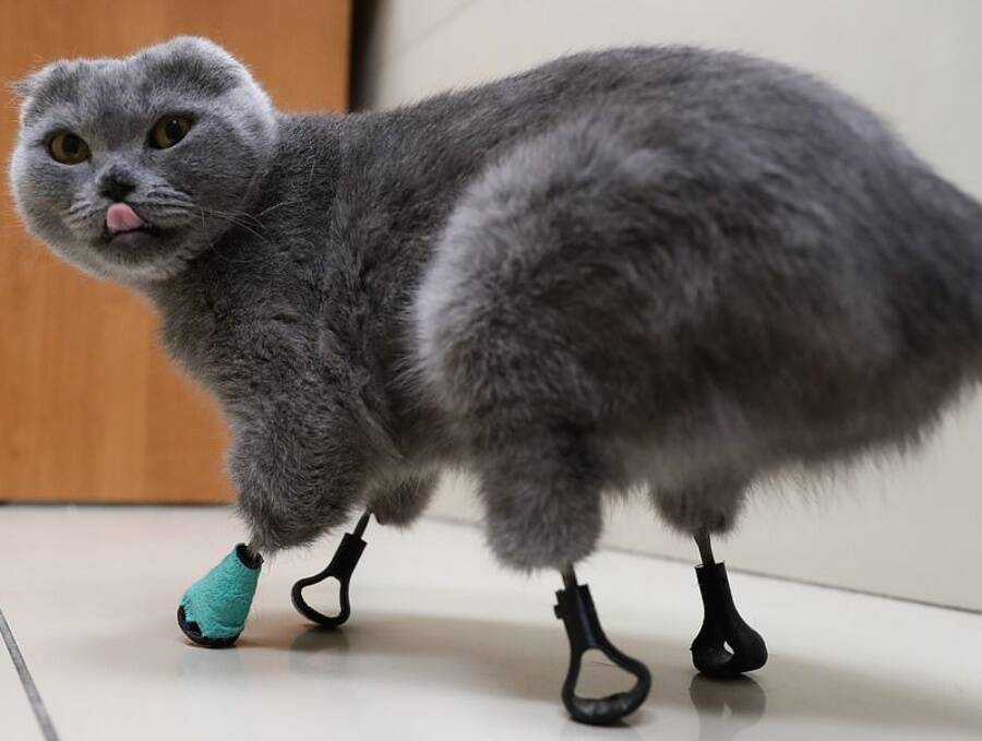 Meet Dymka, the Cat Who Beat Frostbite and Now Has Titanium Paws!